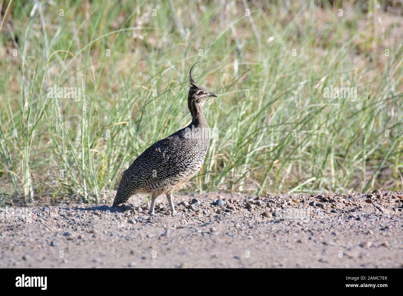 Elegante tinamou, Eudromia elegans, Perlsteißhuhn, Penisola di Valdes, Provincia di Chubut, Argentina, Sud America Foto Stock