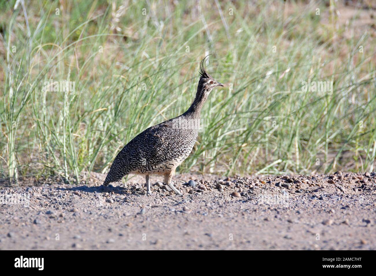 Elegante tinamou, Eudromia elegans, Perlsteißhuhn, Penisola di Valdes, Provincia di Chubut, Argentina, Sud America Foto Stock