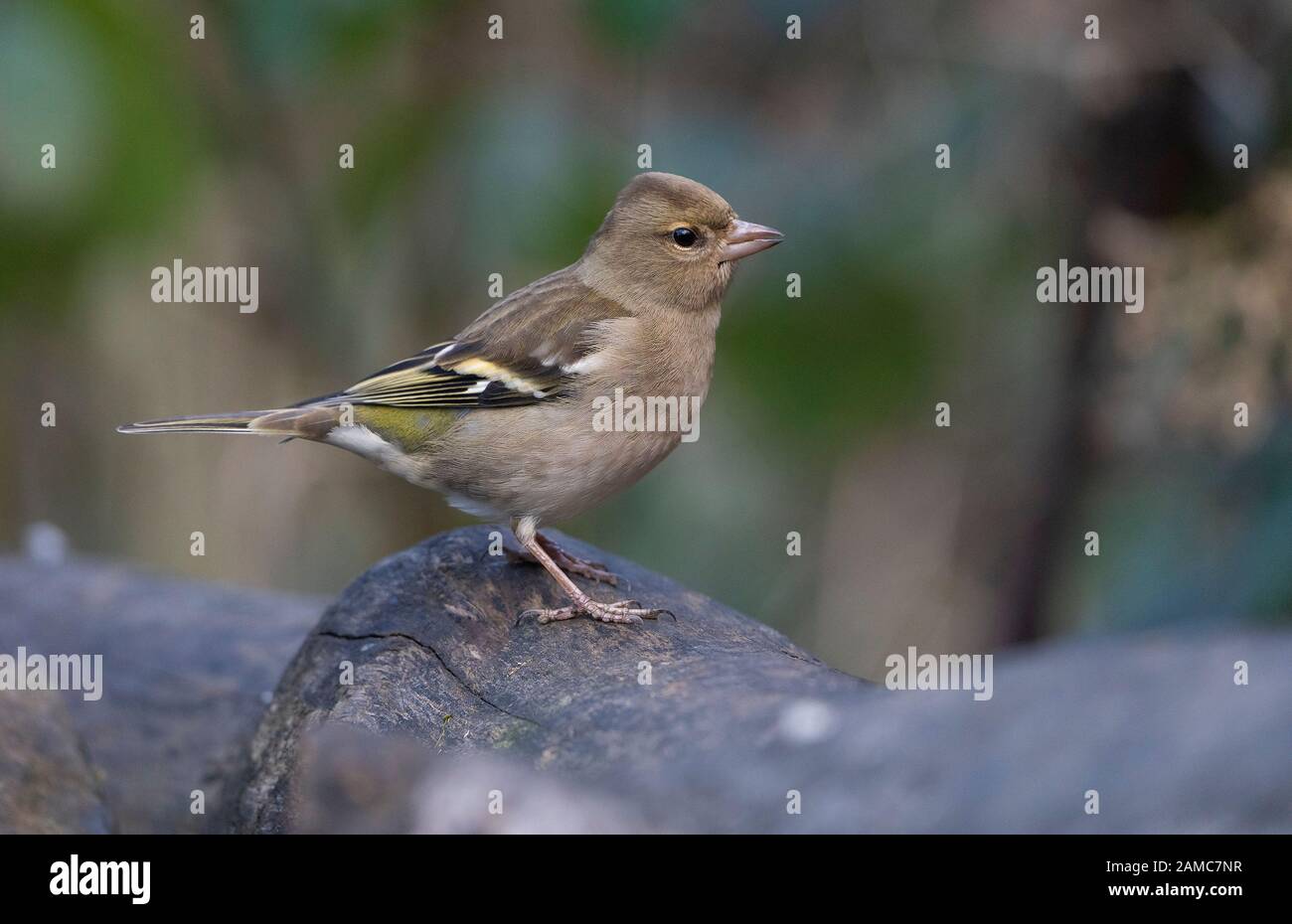 Femmina Chaffinch, Fringilla Coelebs. Inverno Foto Stock