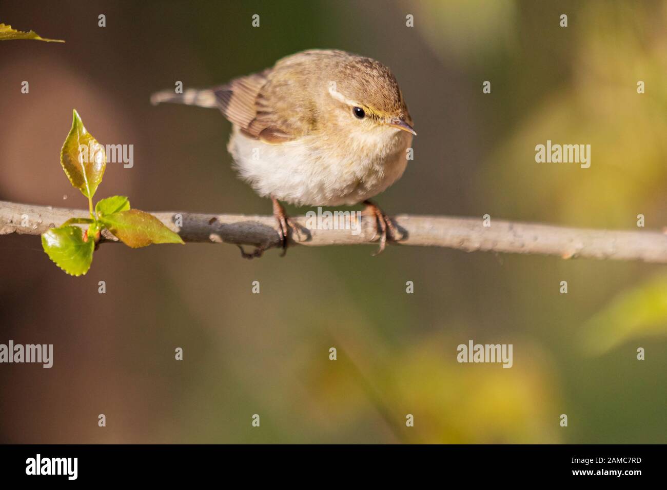 Piccolo uccello insettivoro verde immagini e fotografie stock ad alta ...