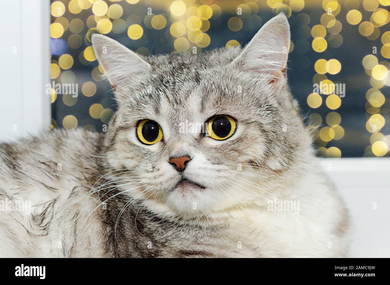 Un soffice gatto grigio si siede contro la finestra. Foto Stock