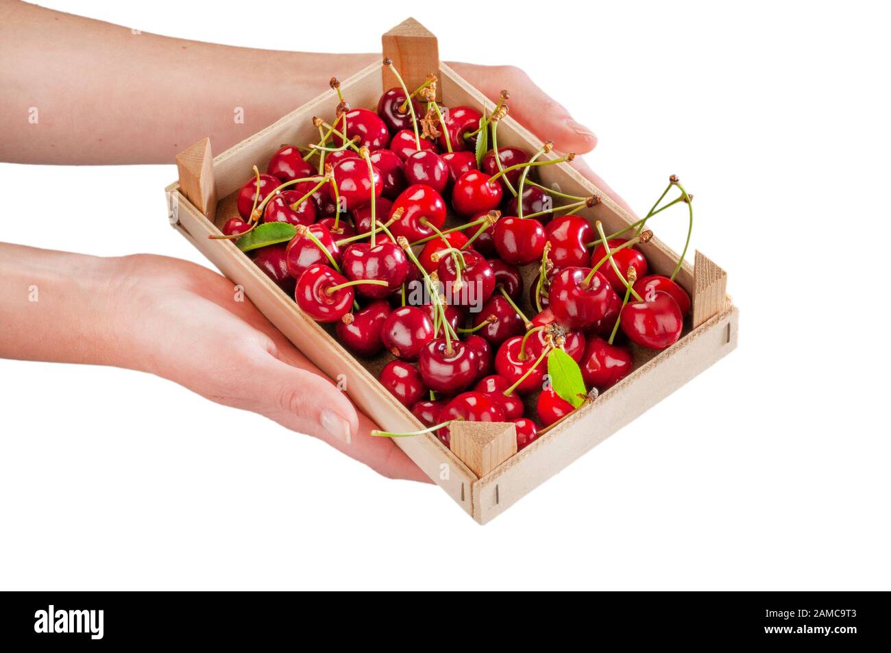 ciliegie appena raccolte con petioles e foglie in una piccola cassa tenuta dalle mani di una donna Foto Stock