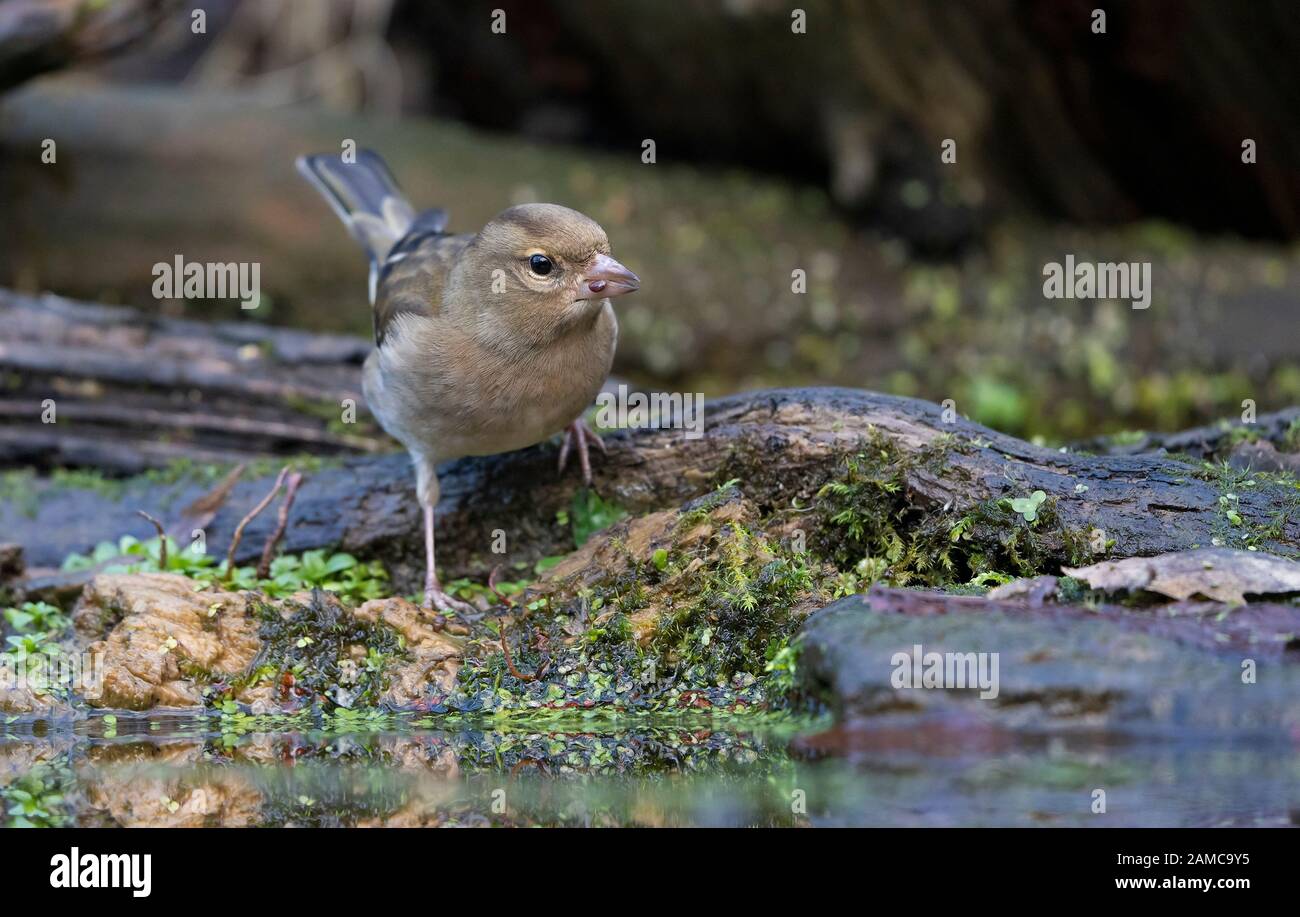 Femmina Chaffinch, Fringilla Coelebs. Inverno Foto Stock