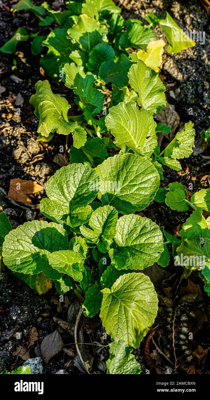 Gigantesco impianto di radish in primo piano Foto Stock