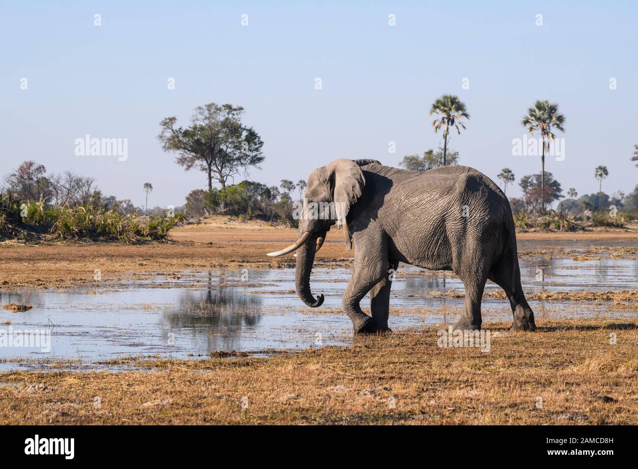 Elefante africano maschio, Loxodonta africana, indossando un collare d'inseguimento, Macatoo, Okavango Delta, Botswana Foto Stock