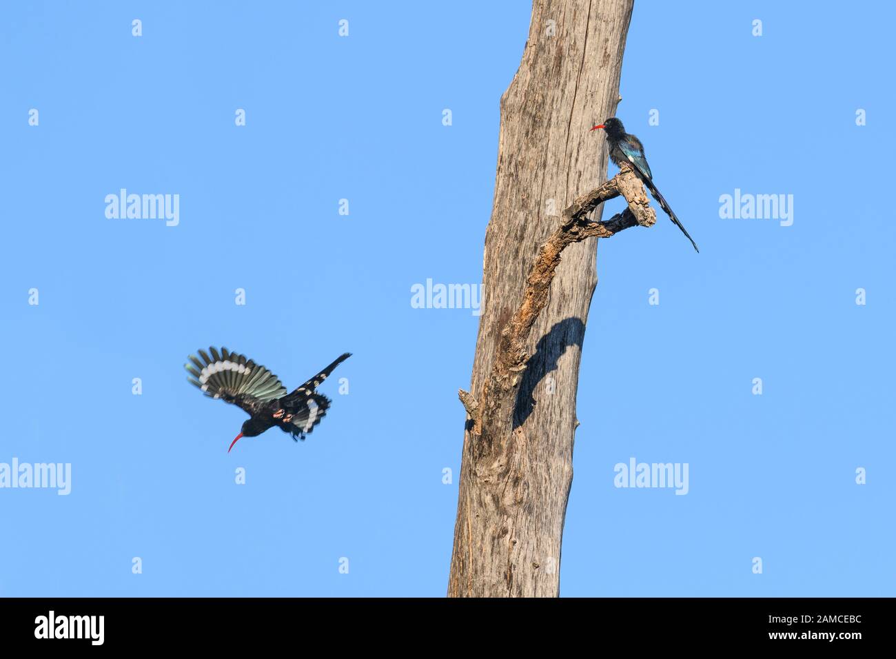 Green Wood Hoopoe, Feniculus Purpureus, Khwai Private Reserve, Okavango Delta, Botswana. Conosciuto anche come Hoopoe di legno a fattura rossa. Foto Stock