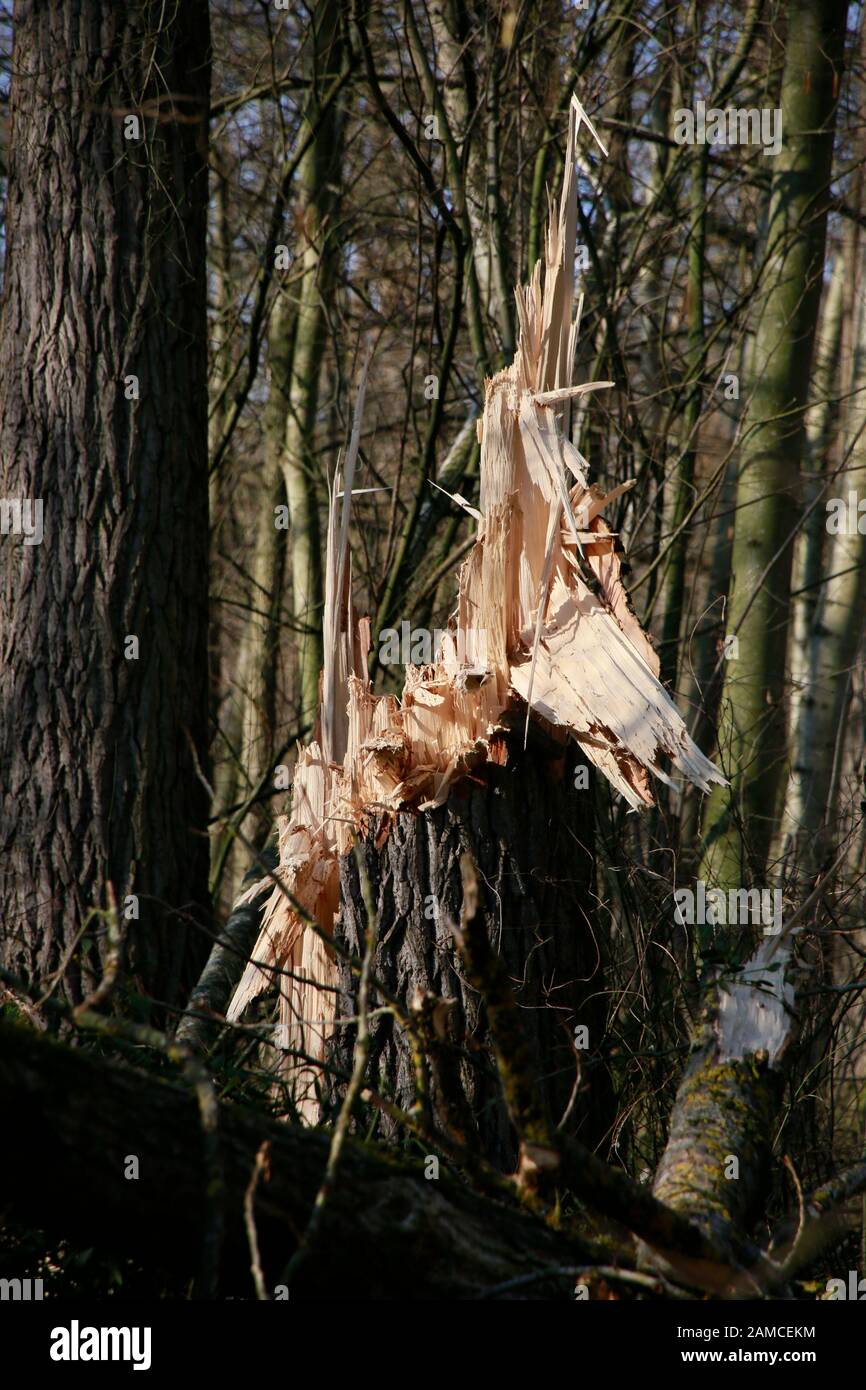 Abgebrochener Baum Als Folge Starken Sturms Im Naturpark Kottenforst-Ville, Brühl, Nordrhein-Westfalen, Deutschland Foto Stock