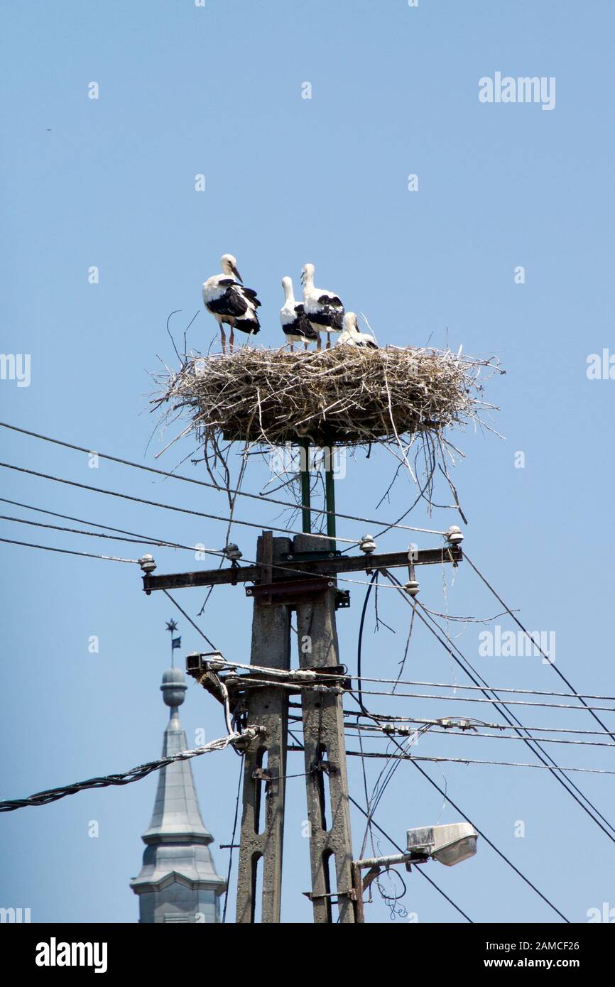 Famiglia Stork in un nido in Ungheria Foto Stock