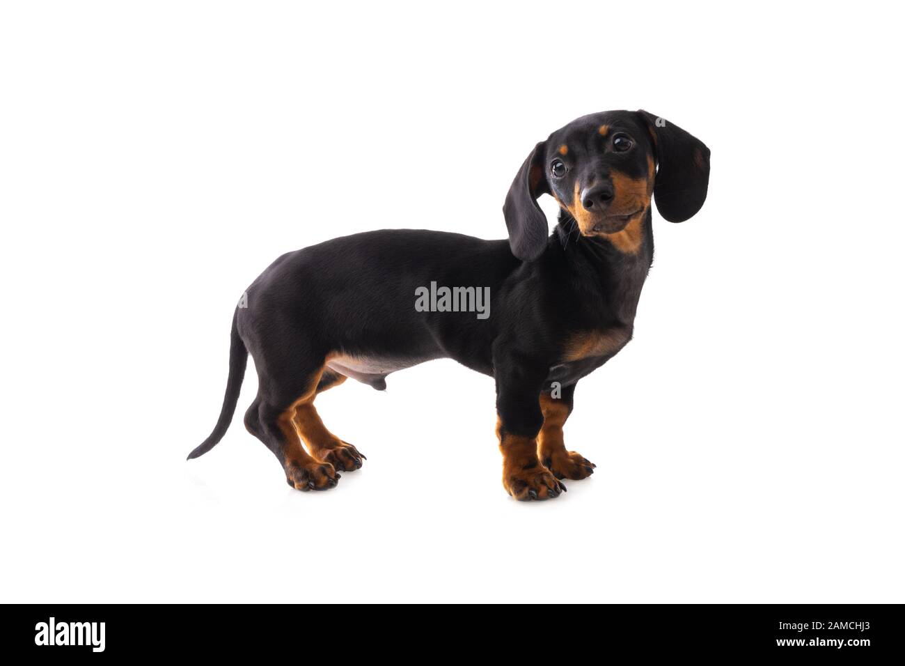 Divertente cane salsiccia, dachshund cucciolo in posa isolato su sfondo bianco Foto Stock