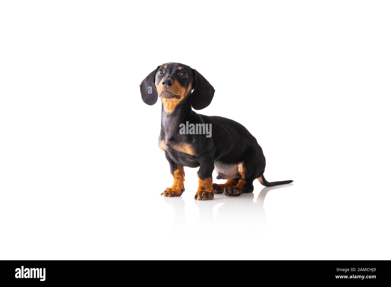 Divertente cane salsiccia, dachshund cucciolo in posa isolato su sfondo bianco Foto Stock