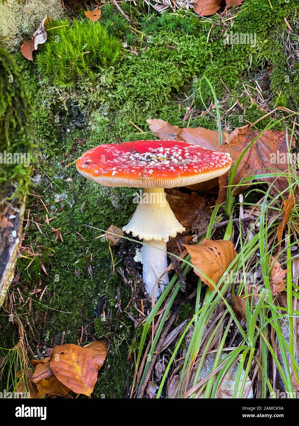 Cloe-up di Amanita muscaria in foresta comunemente noto come il mosca agarico o fly amanita, è un basidiomycete del genere Amanita Foto Stock