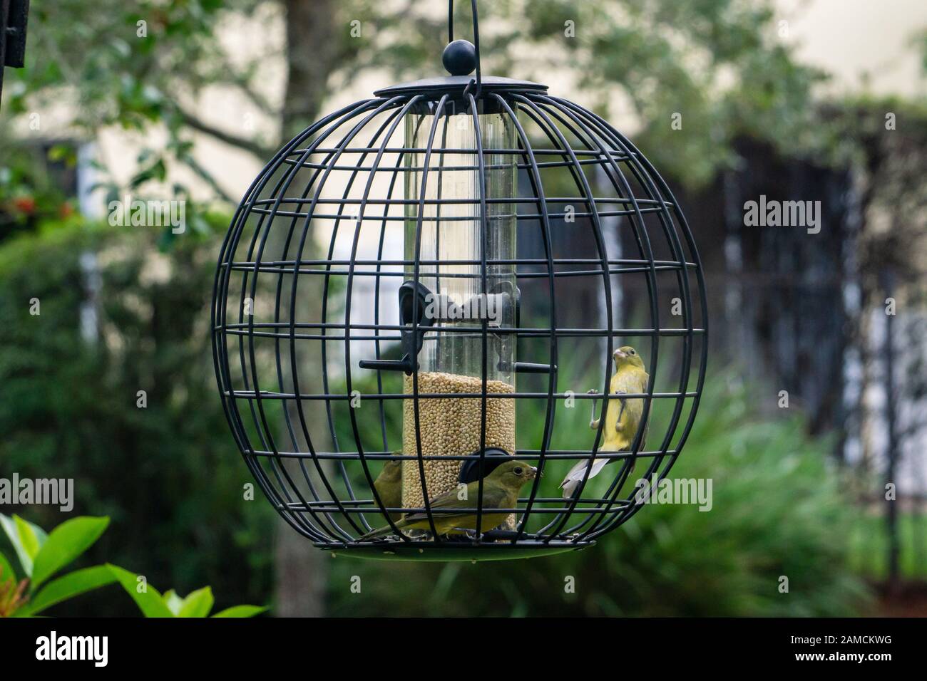 Femmine verdi o Immature maschio dipinto uccelli di conigliatura (ciris di Passerina) su alimentatore di gabbia di cortile, Stuart, Florida, Stati Uniti Foto Stock