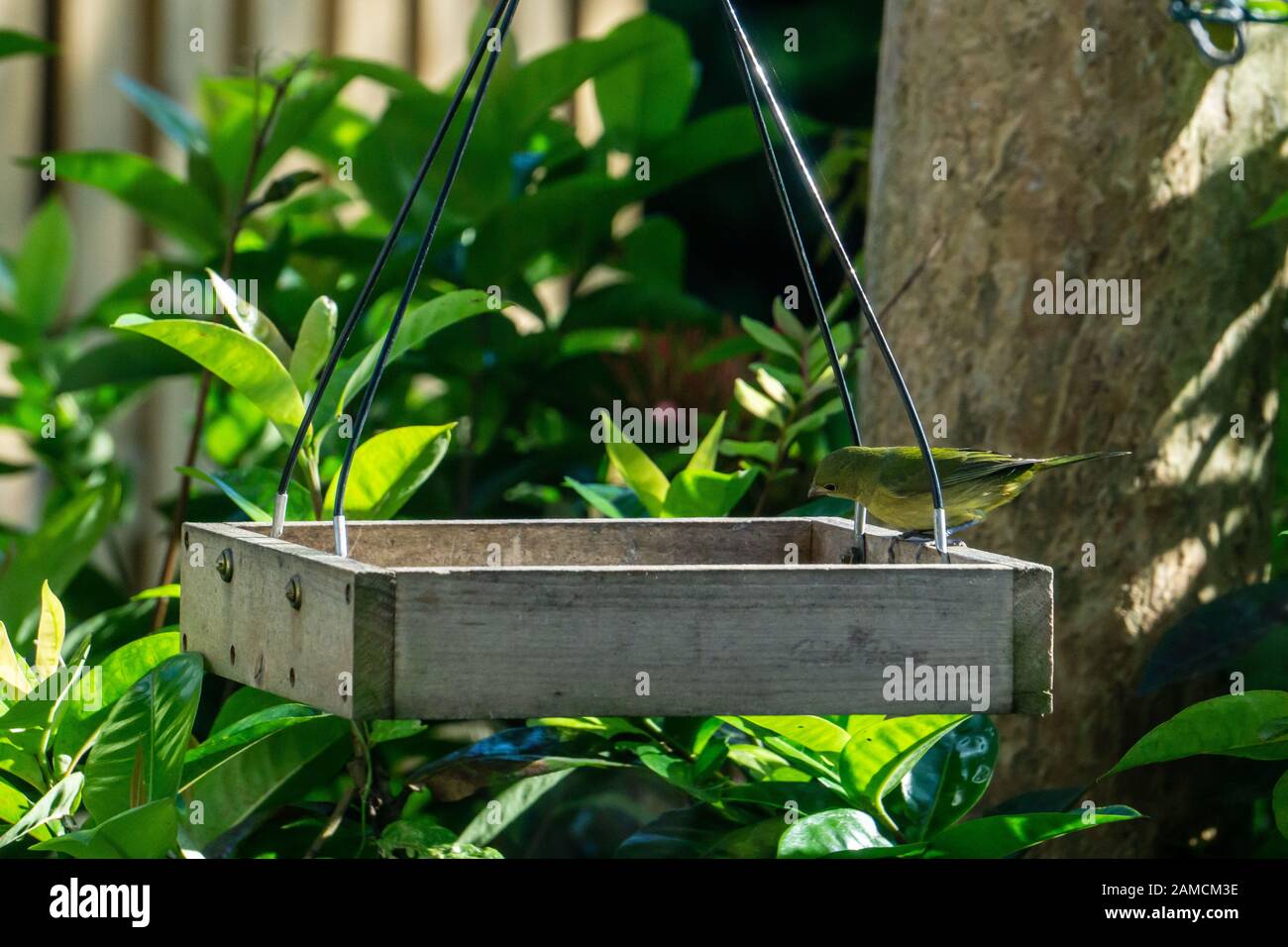 Green femmina o Immaturo maschio Dipinto Bunting (Passerina ciris) in un cortile piattaforma di uccello alimentatore a Stuart, Florida, Stati Uniti Foto Stock