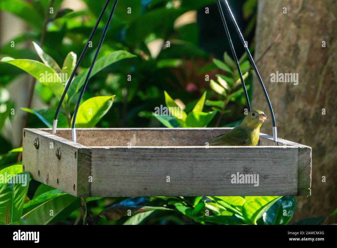 Green femmina o Immaturo maschio Dipinto Bunting (Passerina ciris) in un cortile piattaforma di uccello alimentatore a Stuart, Florida, Stati Uniti Foto Stock