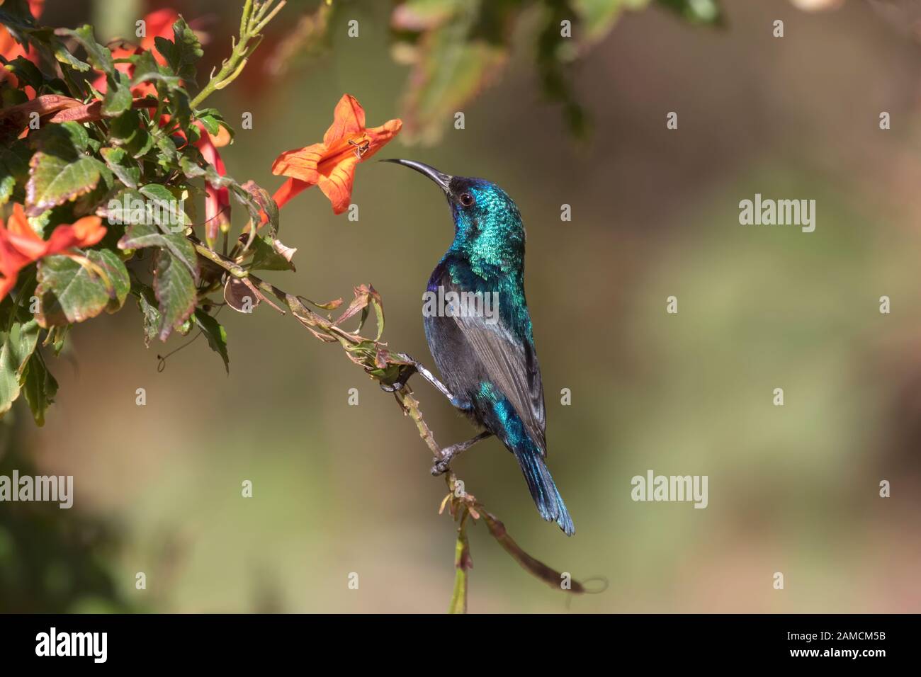 La Palestina sunbird (Cinnyris osea), maschio, alimentando sui fiori al parco, Beer Sheva, Israele Foto Stock