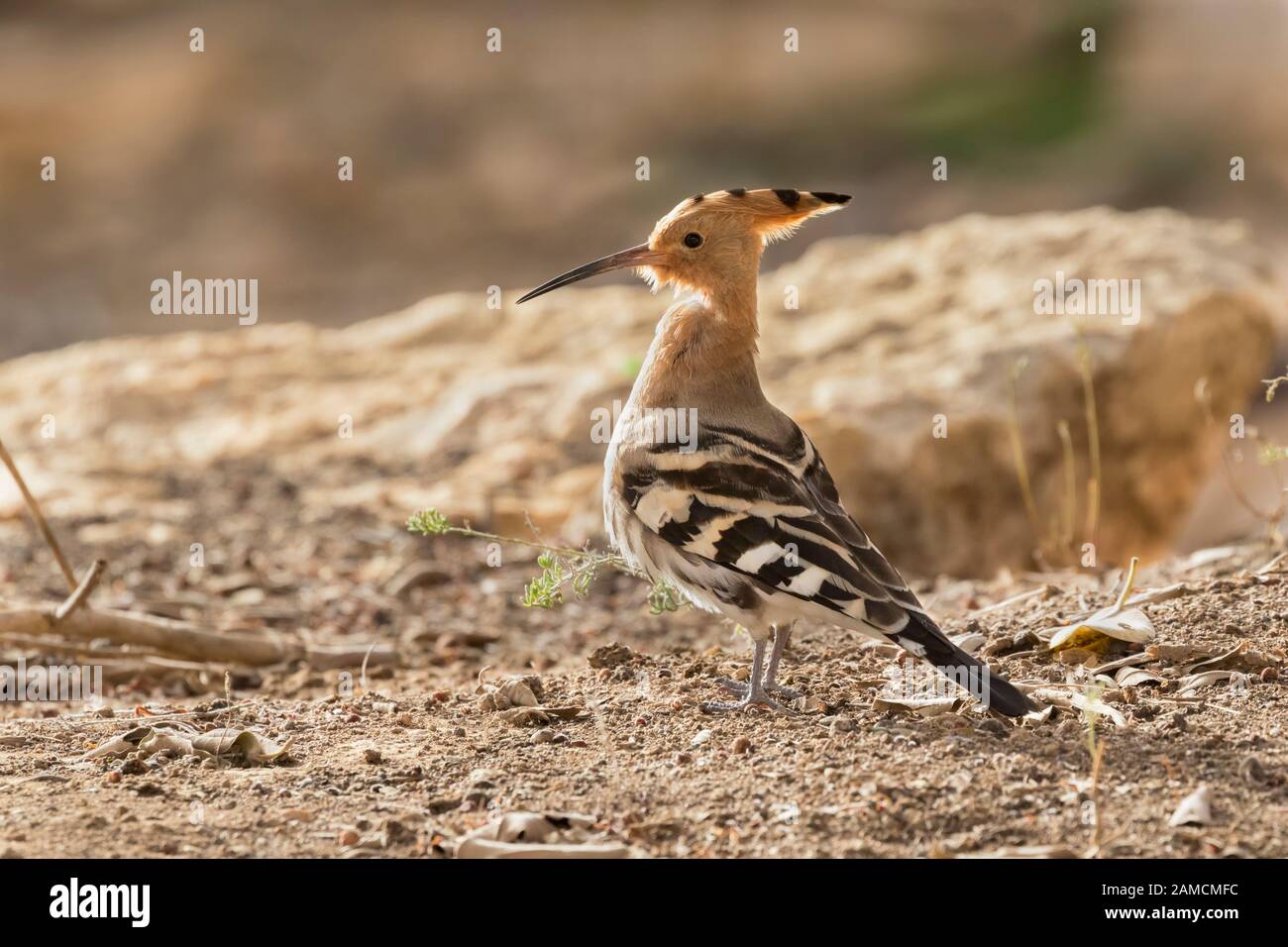 L’uccello nazionale israeliano, il hoopoe eurasiatico (epops Uppa) che guarda l’alba Foto Stock