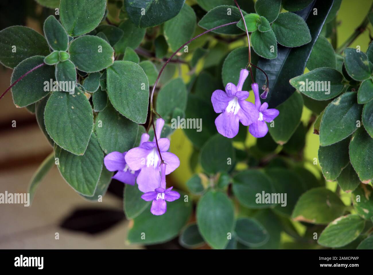 Drehfrucht (Streptocarpus Saxorum), Santa Cruz, La Palma, Kanarische Inseln,Spanien Foto Stock