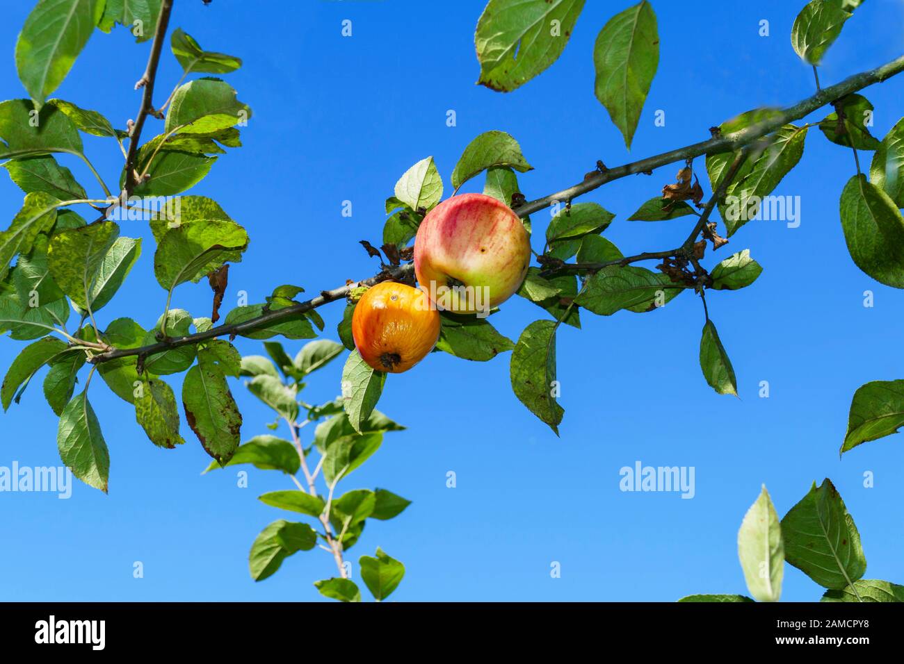 Apfelbaum mit einigen roten Äpfeln und Pilzbefall am Stamm Foto Stock