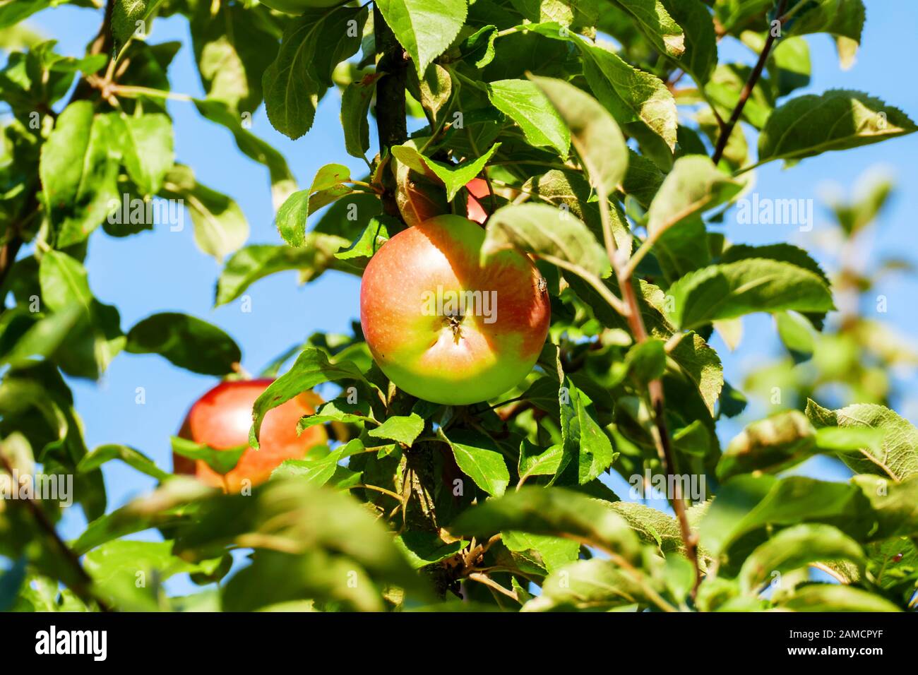 Apfelbaum mit einigen roten Äpfeln und Pilzbefall am Stamm Foto Stock
