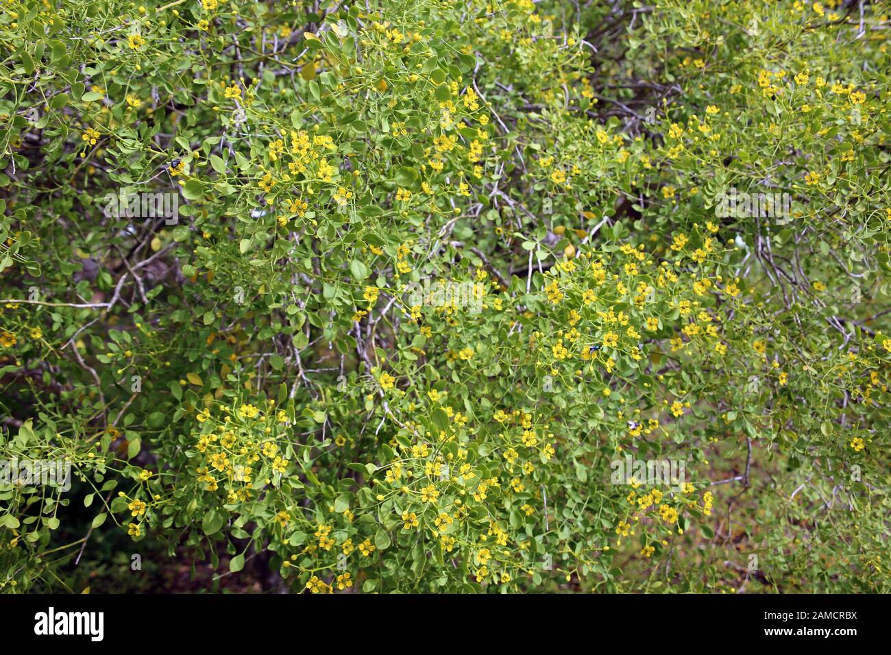 Gefiederte Raute Ruta pinnata - Garten mit endemischen Pflanzen im Besucherzentrum Nationalpark Caldera de Taburiente, El Paso, la Palma, Kanarische i Foto Stock
