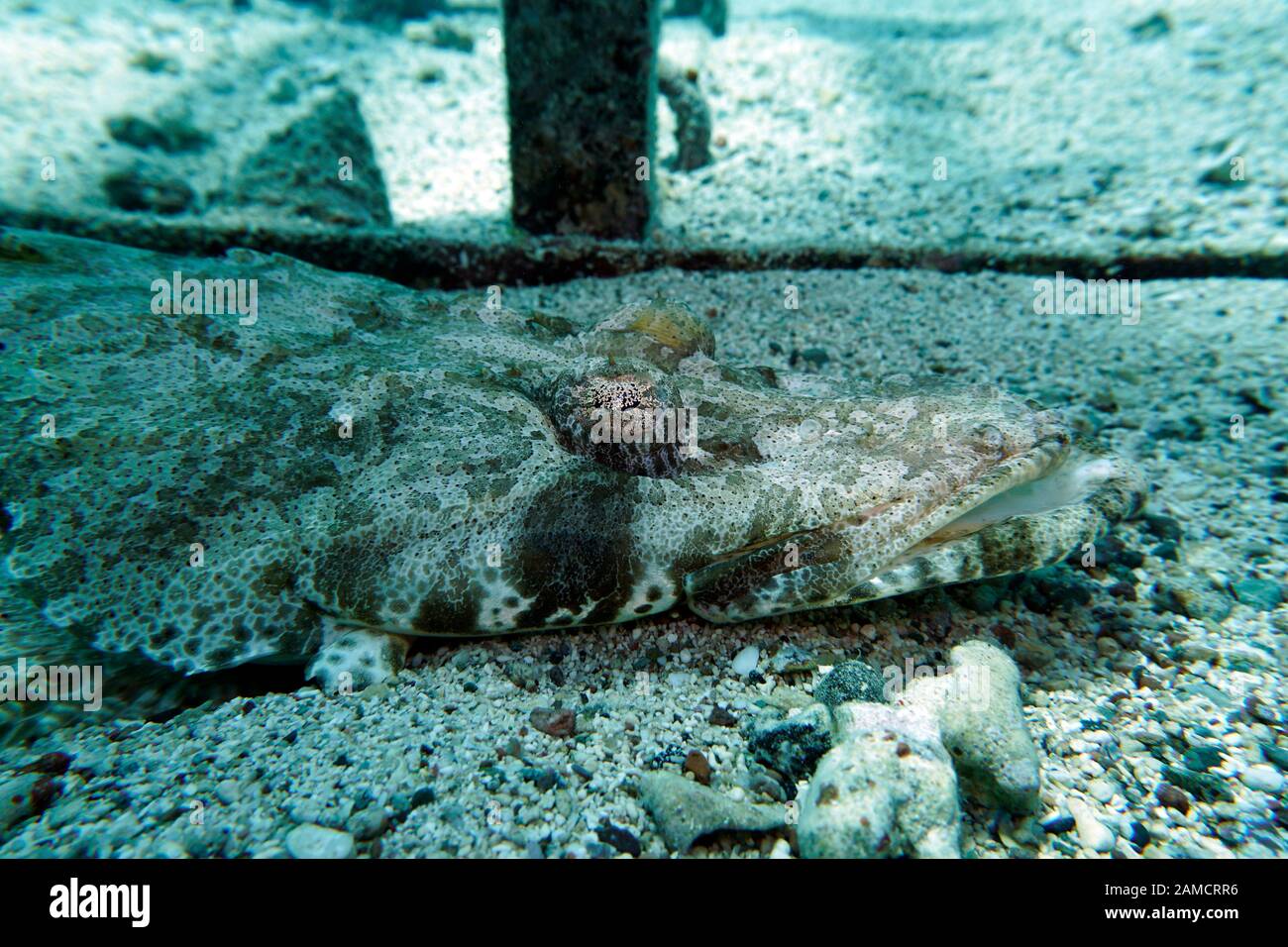 Teppich-Krokodilfisch (Papilloculiceps longiceps), El Quseir, Ägypten Foto Stock