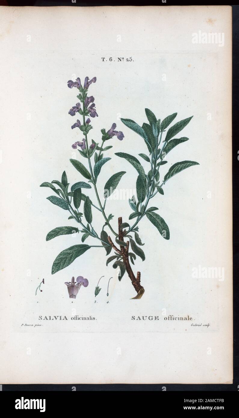 Sauge officinale condimentaire - Salvia officinalis 'Ami du Jardinier
