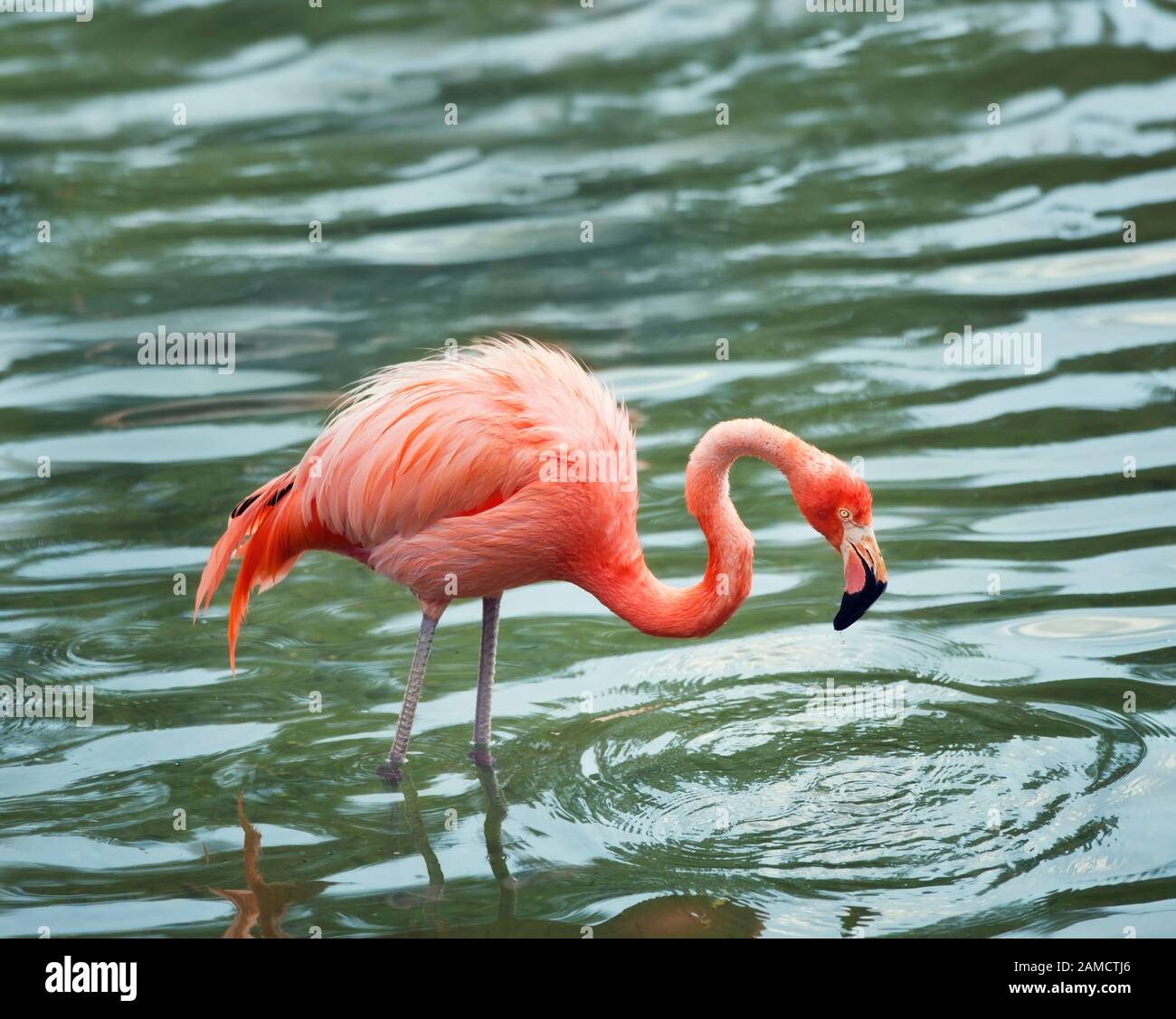 fenicottero rosa che cammina in acqua con riflessi Foto Stock