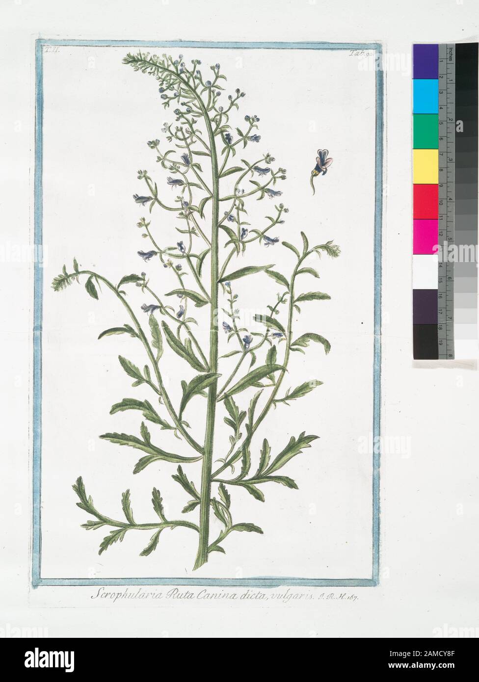 Scrophularia Ruta Canina dicta, vulgaris (Figwort) pagina del titolo di vols. 2-5: Hortus Romanus secundum systema Turnefortii a Nicolao Martellio Linneanis caratteribus expositus, adjectis singularum plantarum analisi ac viribus ; specie supeditabat ad describat Liberatus Sabbati. Pagina del titolo di vols. 6-8: Hortus Romanus a Nicolao Martellio ; specie supppeditabat ac describebat Constantinus Sabbati. Vignettatura colorata incisa a t. p. di ogni volume. Citazione/riferimento: Pritzel (2nd) 1976; Scrophularia Ruta Canina dicta, vulgaris. [Figwort] Foto Stock