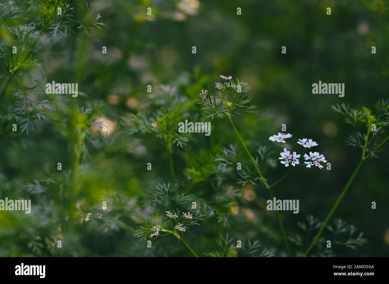 Fiore bianco della pianta del coriandolo nel giardino. Foto Stock