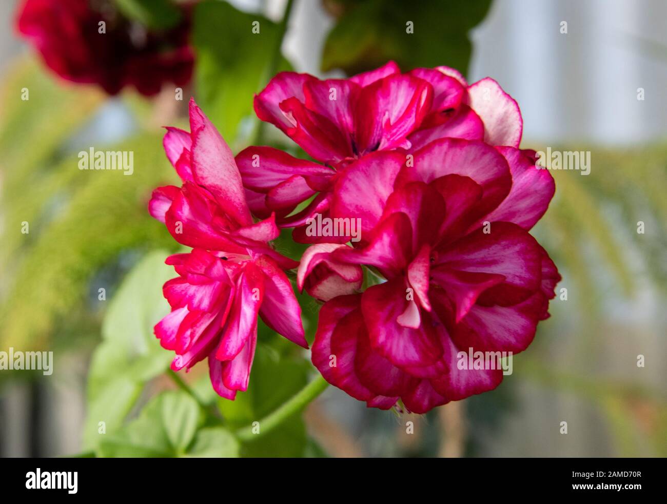 Viola e fiori bianchi Foto Stock