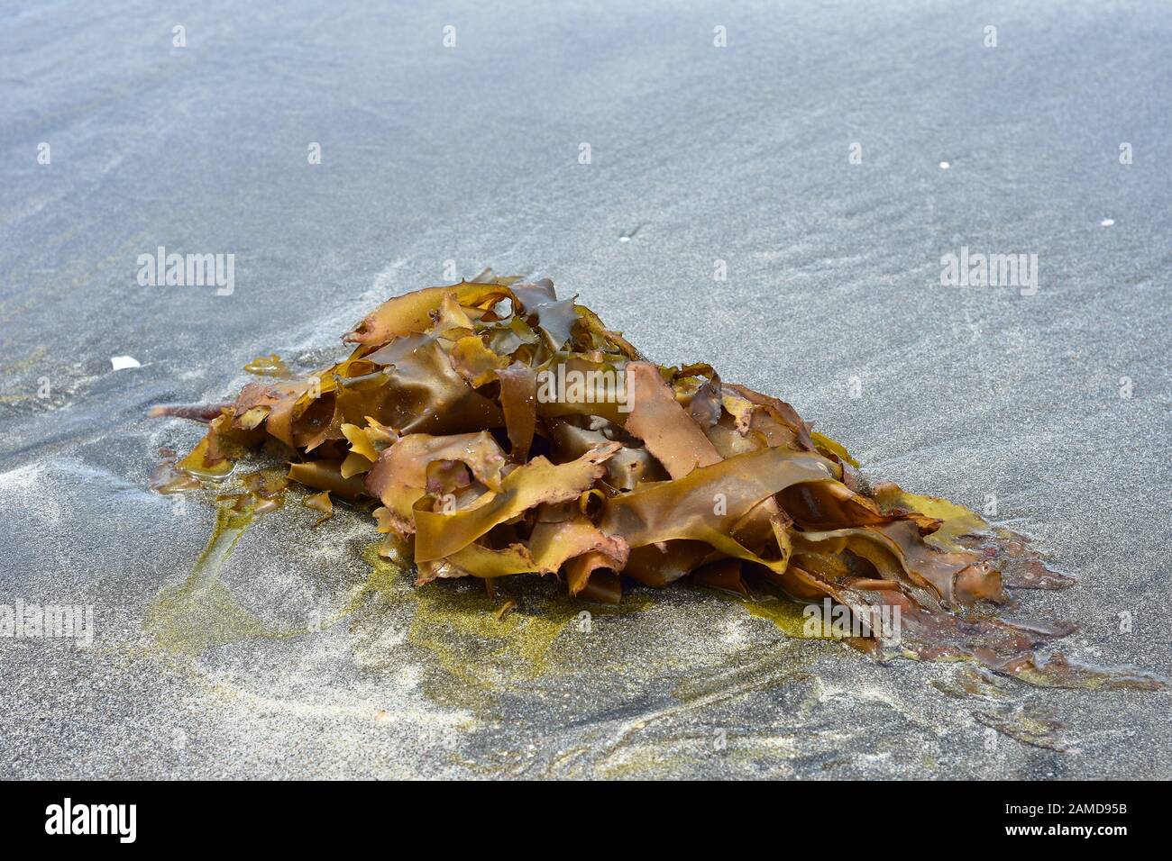 Fronde aggrovigliate di alghe brune Ecklonia radiata su fine sabbia grigia spiaggia. Foto Stock