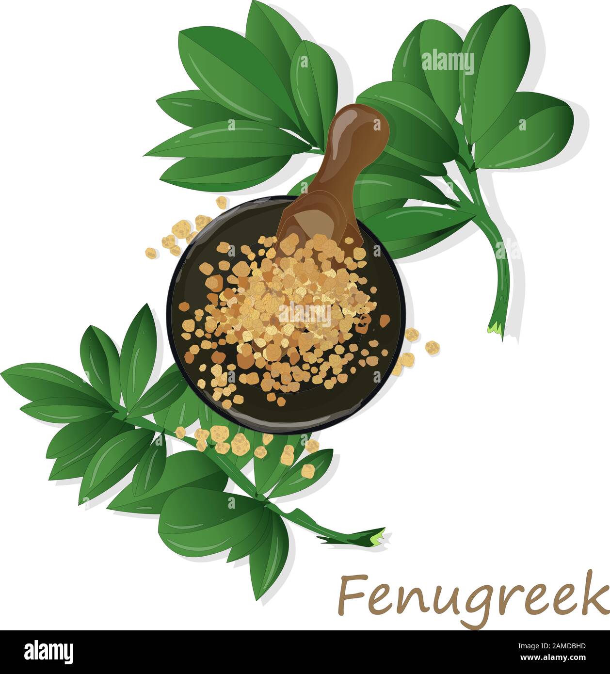 Methi, semi fenugreek immagine vettoriale su sfondo bianco. Immagine isolata. Illustrazione Vettoriale