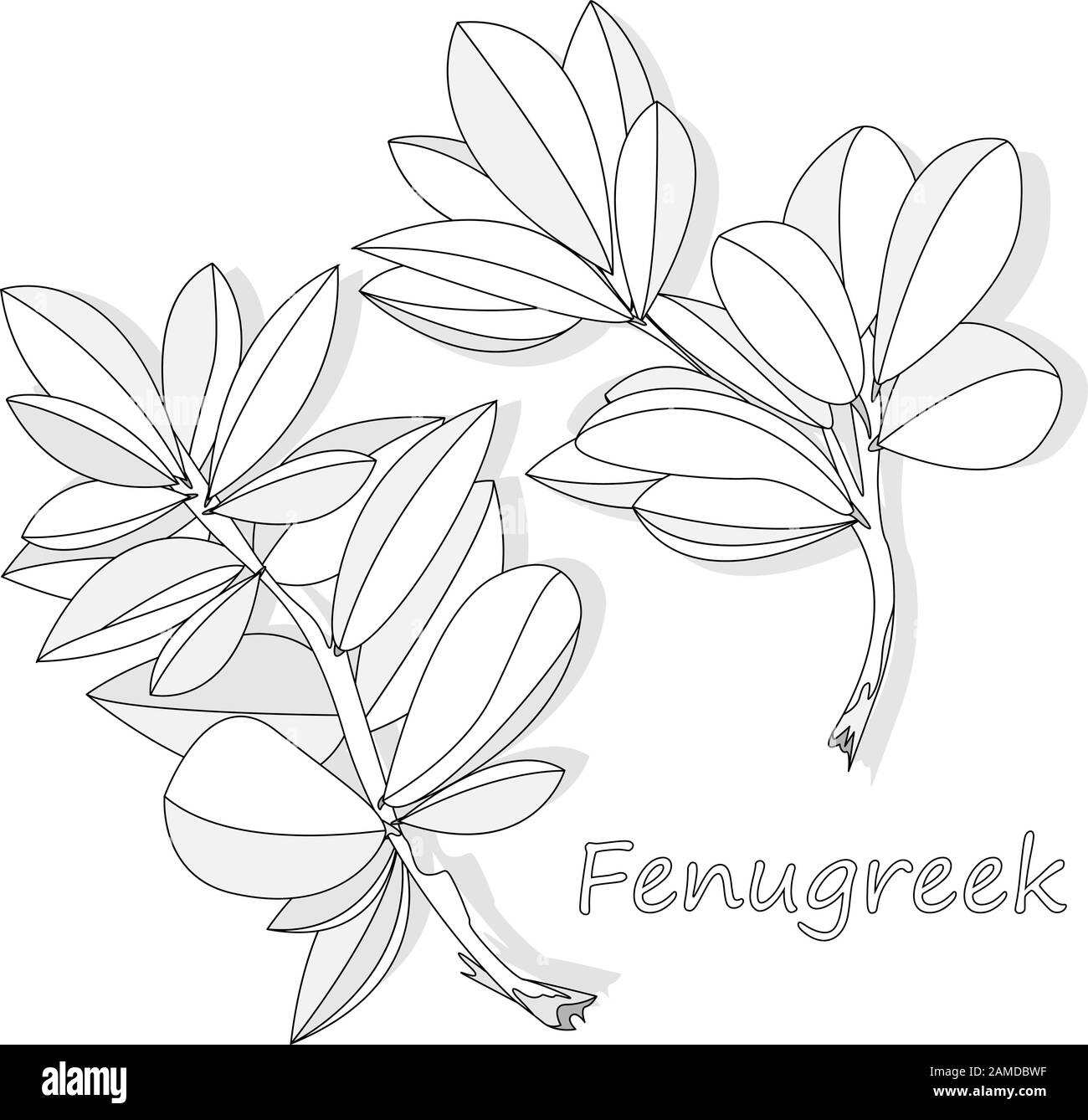 Methi, fenugreek lascia l'illustrazione vettoriale su sfondo bianco. Immagine isolata. Illustrazione Vettoriale