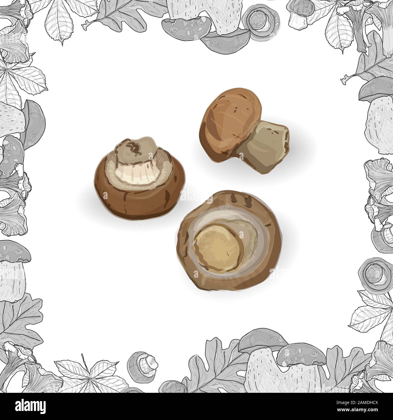 Funghi freschi isolati su bianco con cornice monocromatica. Illustrazione del vettore. Illustrazione Vettoriale