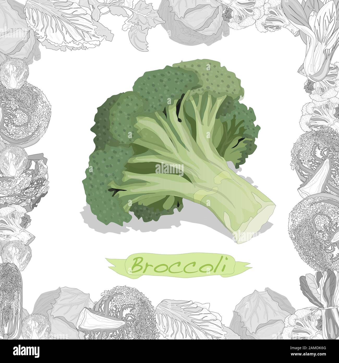 Illustrazione di broccoli isolata su sfondo bianco. Immagine vettoriale. Illustrazione Vettoriale