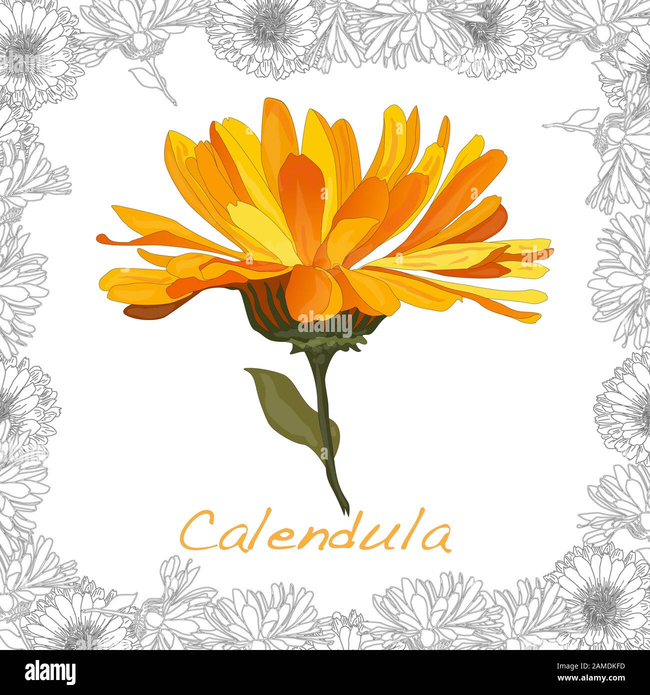 Calendula. Illustrazione medica dell'erba isolata su bianco. Illustrazione del vettore. Illustrazione Vettoriale