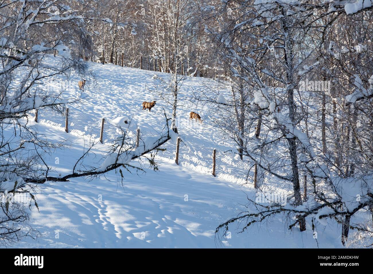 Tre giovani individui di cervo o maral scendendo dalla montagna tra gli alberi nella neve in inverno di scappare da cacciatori e bracconieri Foto Stock