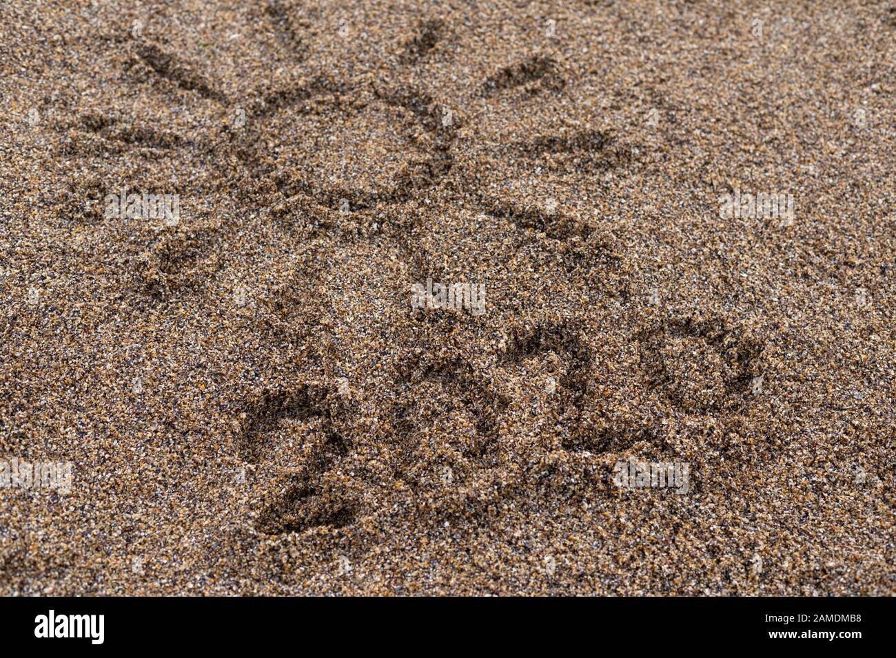 2020 disegno sulla sabbia in una spiaggia in vacanza estiva Foto Stock