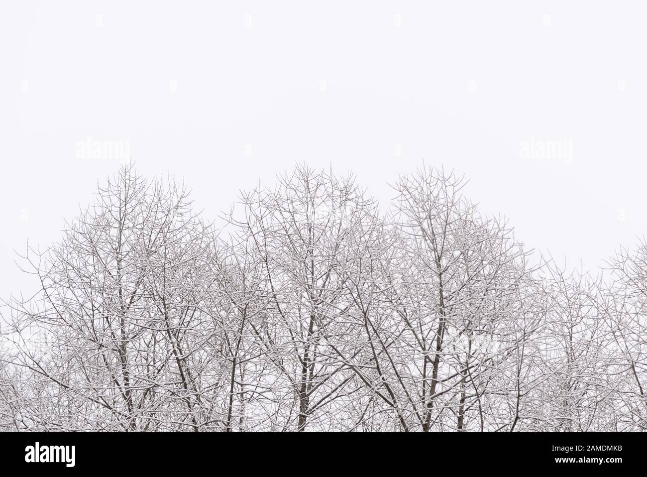 Rami di albero coperti di neve contro il cielo in una giornata invernale. Sfondo astratto naturale Foto Stock