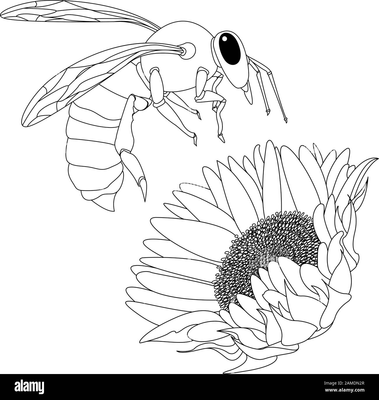 Immagine vettoriale di ape di miele su sfondo bianco. Immagine a colori. Illustrazione Vettoriale