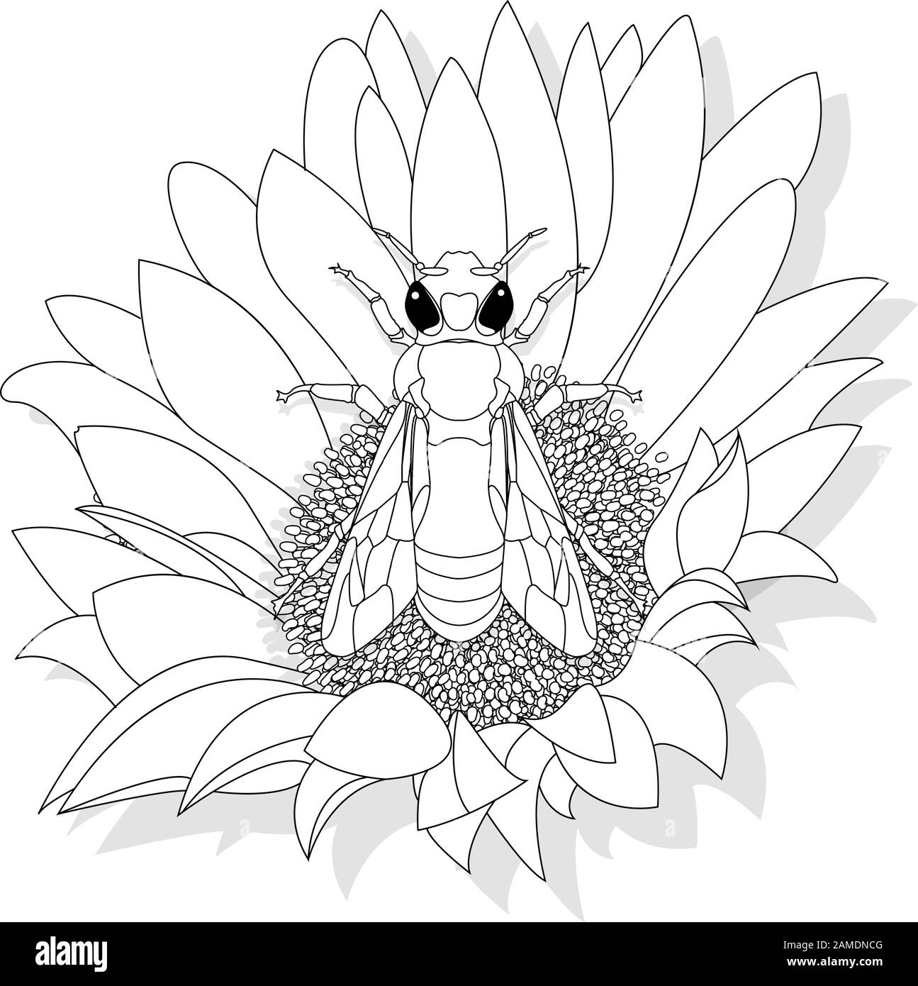 Immagine vettoriale di ape di miele su sfondo bianco. Immagine a colori. Illustrazione Vettoriale