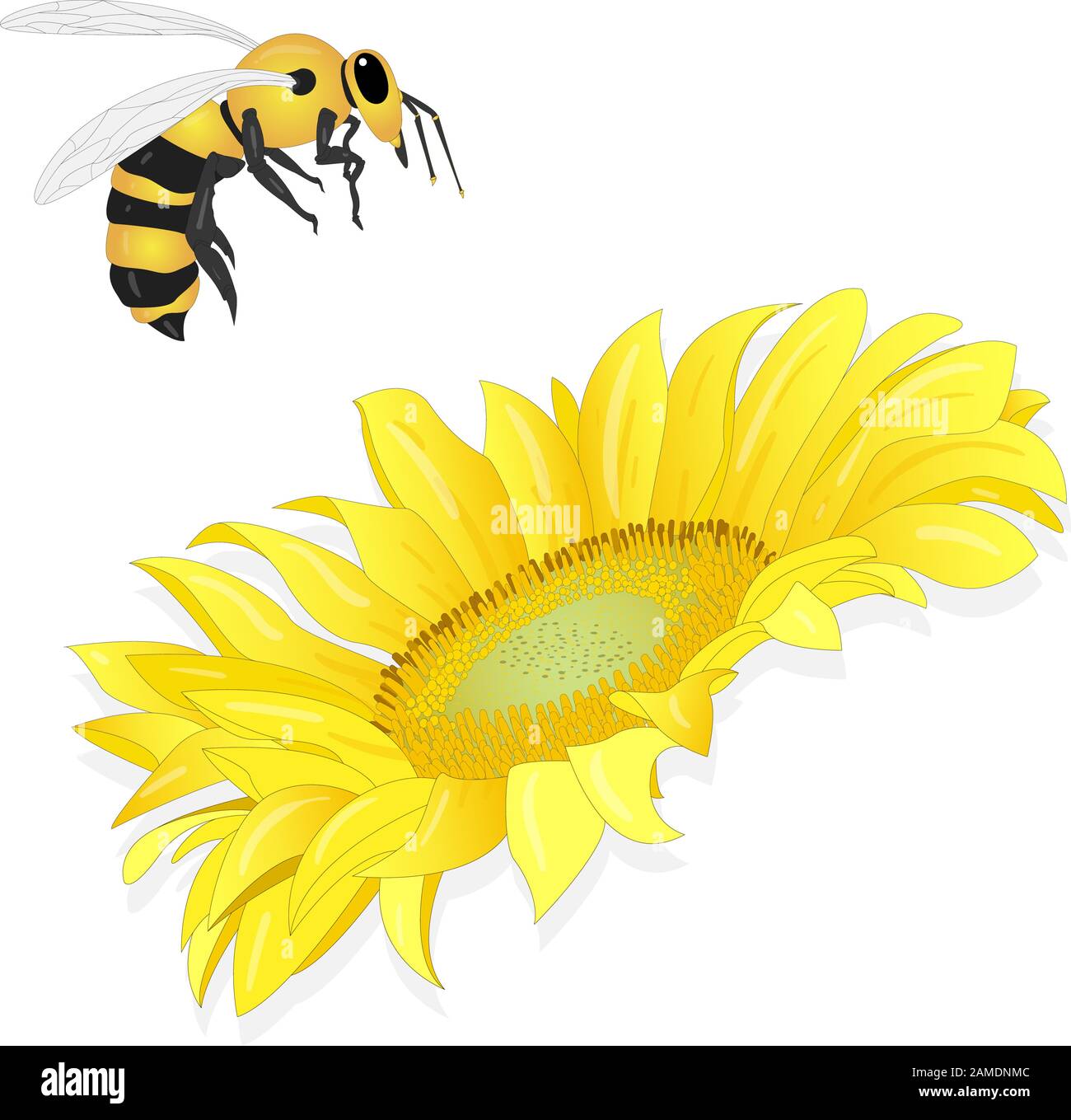 Girasole con ape su sfondo bianco. Agricoltura pianta di agricoltura. Immagine vettoriale. Illustrazione Vettoriale