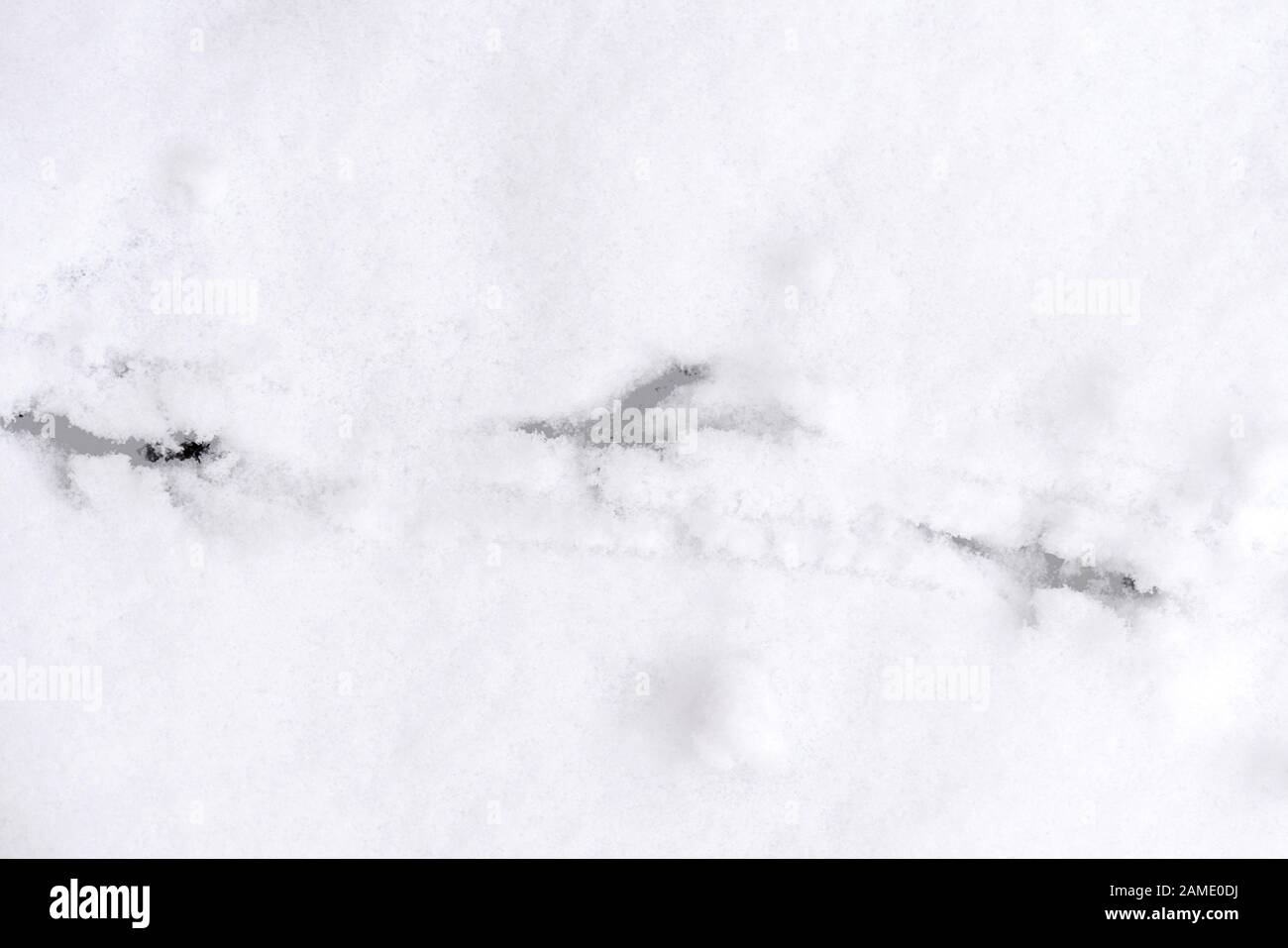 Tracce di zampe di uccello sulla neve. Sfondo invernale Foto Stock