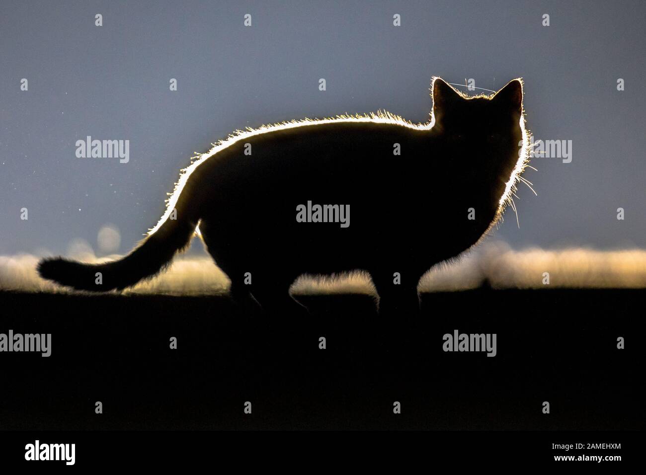 Casa Cat nelle tenebre di notte. Silhouette a luce posteriore. I gatti domestici cacciano di notte e fanno un gran numero di vittime sotto topi e uccelli. Foto Stock