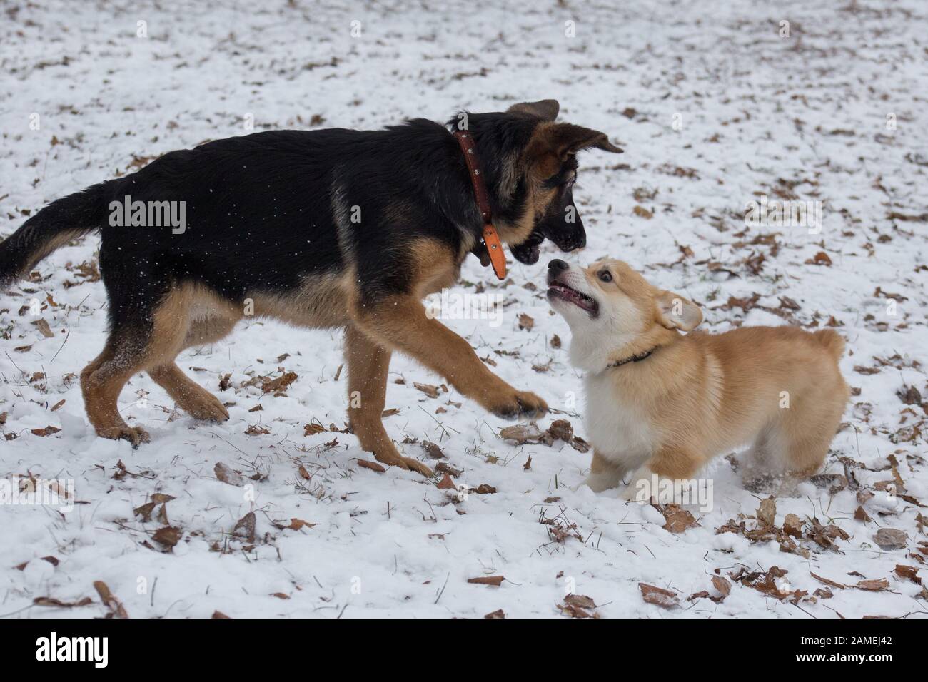 Simpatici pastorelli tedeschi e cucciolo di pembroke gallese di corti stanno giocando nel parco invernale. Animali domestici. Cane di razza. Foto Stock
