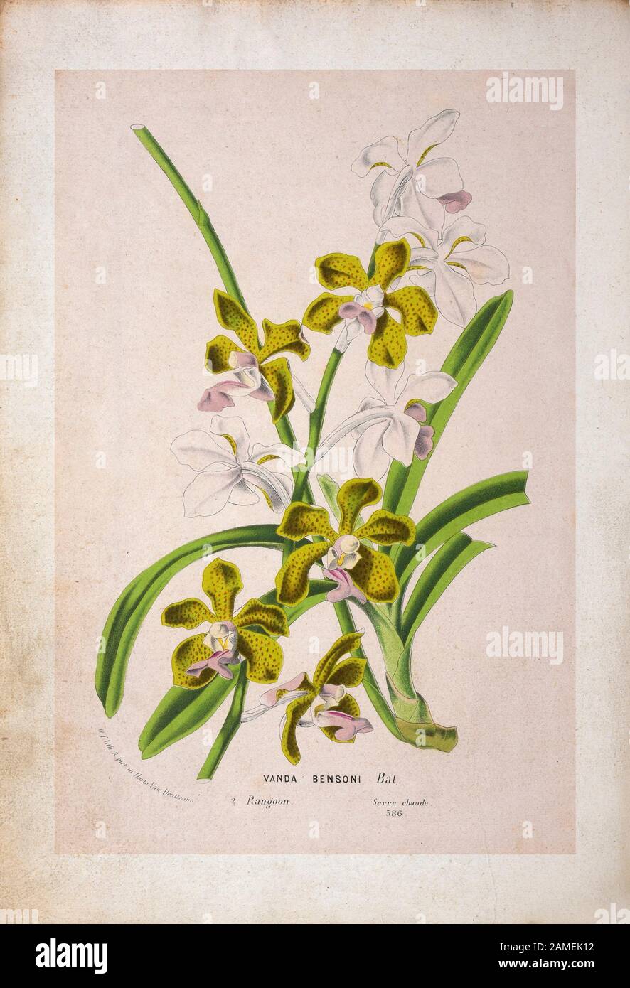 Vanda bensonii è una specie di orchidea che si trova da Assam in Thailandia. Foto Stock