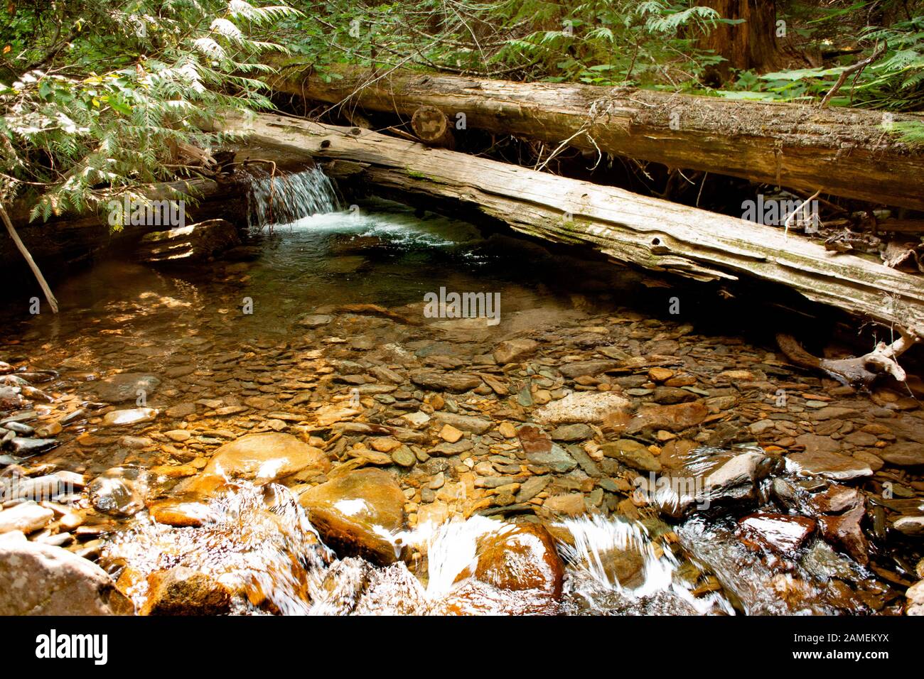 Una chiara piscina d'acqua che scorre su un marmellata di tronchi sul Chippewa Creek, sopra La Forcella sud del fiume Bull. Chippewa Creek è un affluente della forcella sud di Foto Stock