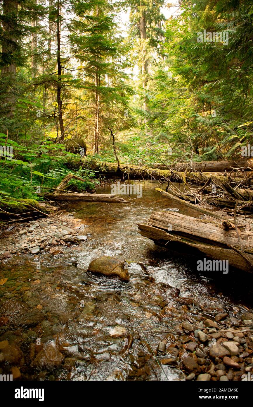 L'acqua fredda e limpida di montagna scorre senza tempo su pietre lisce e sotto i tronchi caduti sul Chippewa Creek, sopra La Forcella sud del Bull River. Chippewa Cr Foto Stock