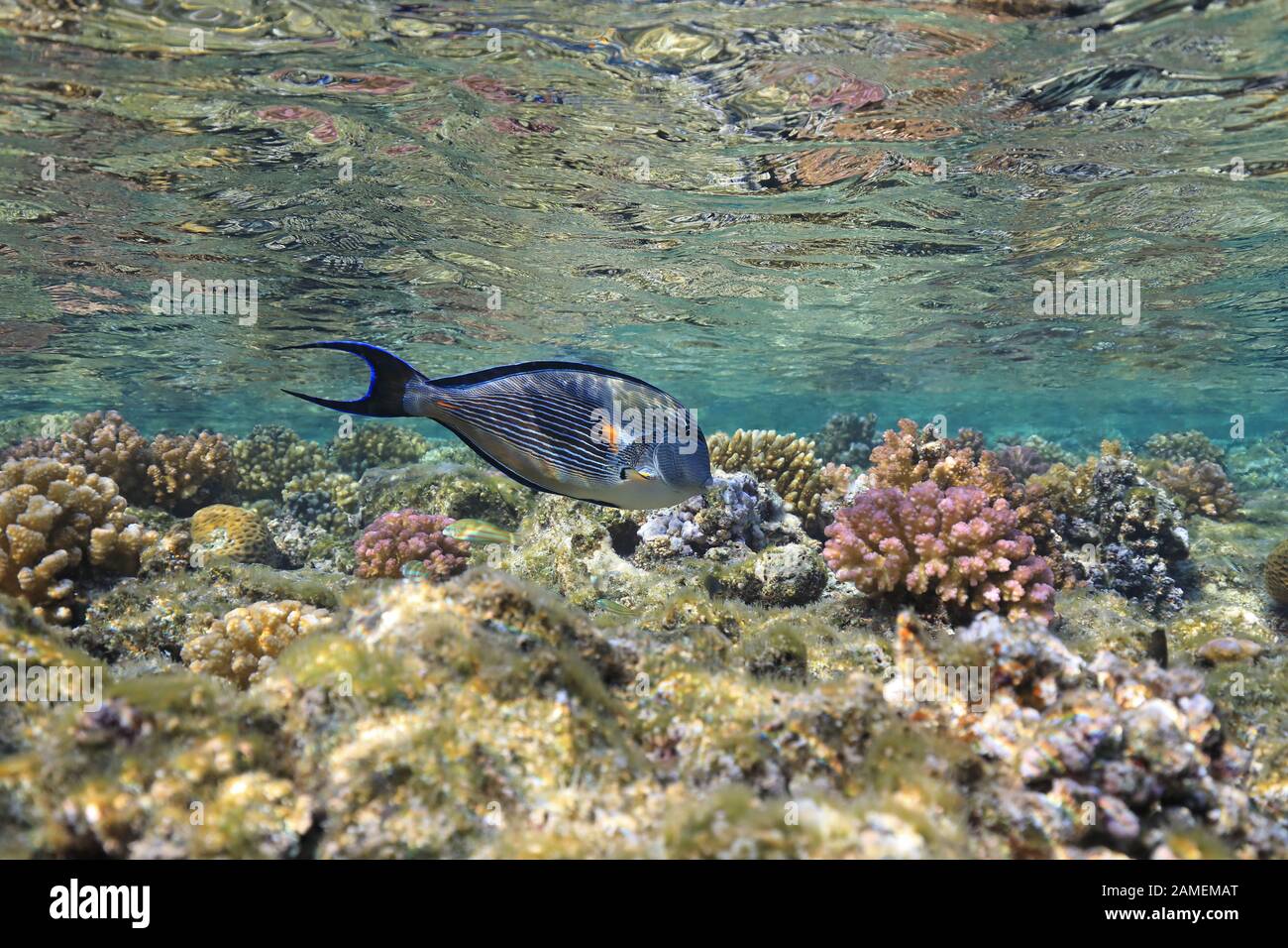 Sohal surgeonfish (Acanthurus sohal) sott'acqua in tropical Coral reef del Mar Rosso Foto Stock
