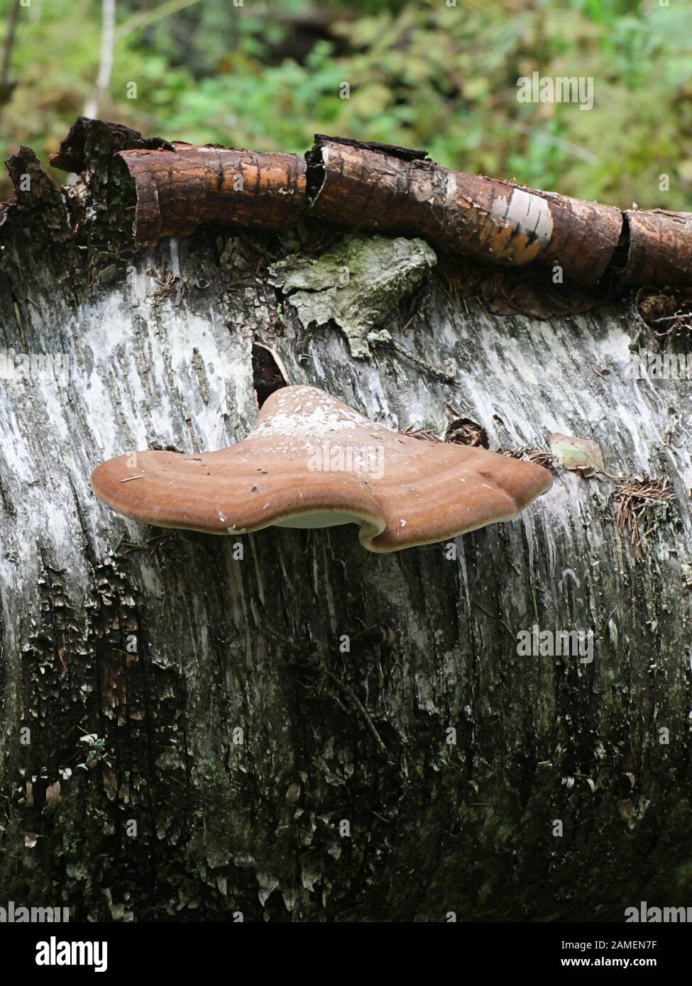 Fomitopsis betulina (in precedenza Piptoporus betulinus), noto come polyporo di betulla, staffa di betulla, o rasoio strop, un fungo di staffa dalla Finlandia Foto Stock
